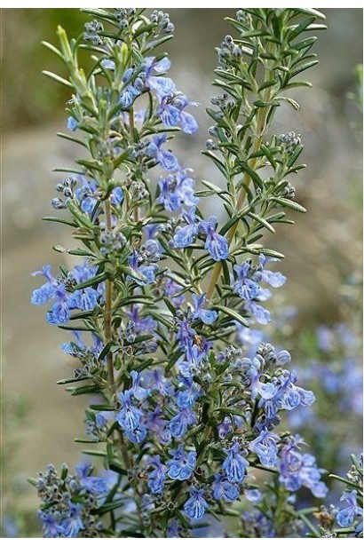 Розмарин Корсикан Блю – декоративний сорт із блакитними квітами